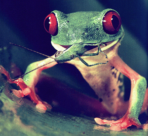 red eyed tree frog eating crickets